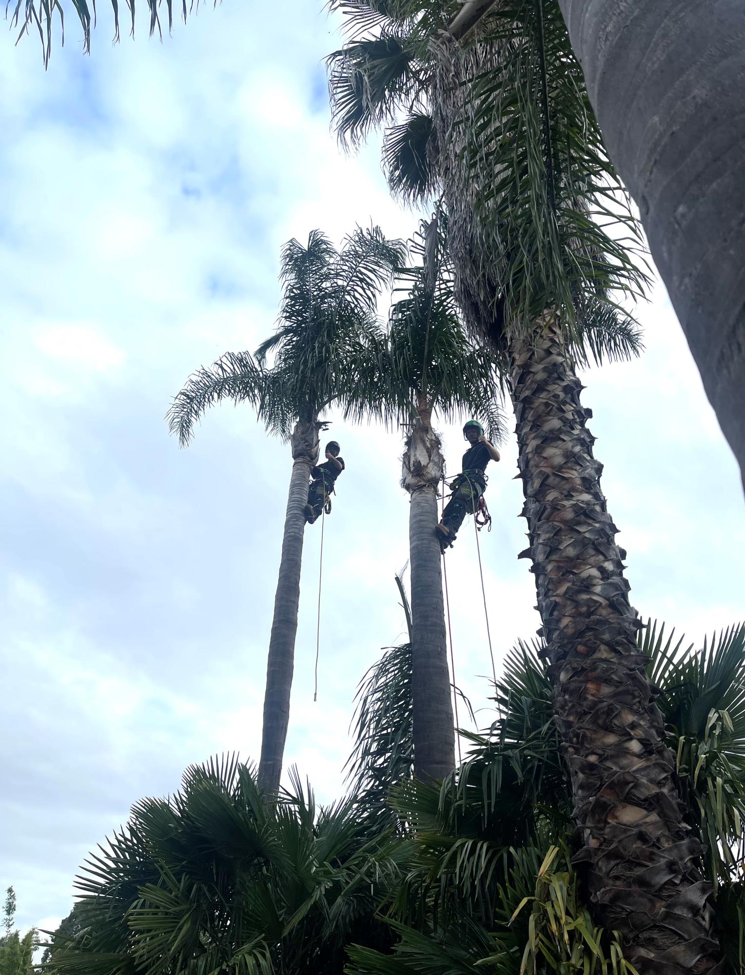 Arborist removing a large tree