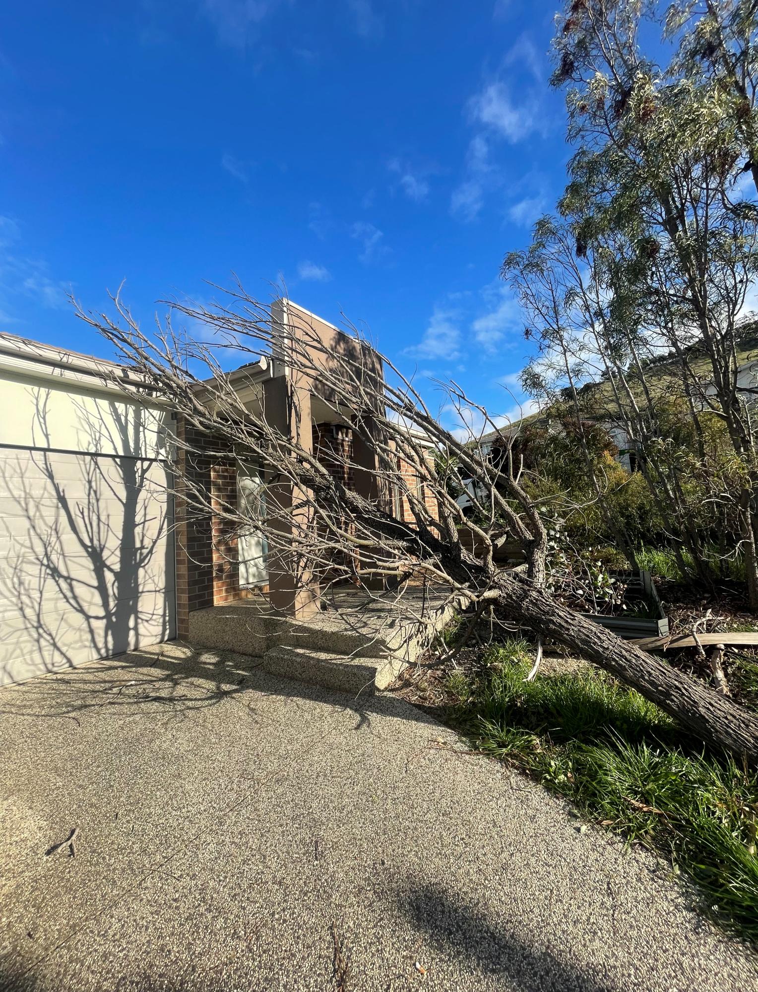 Tree fallen after a storm