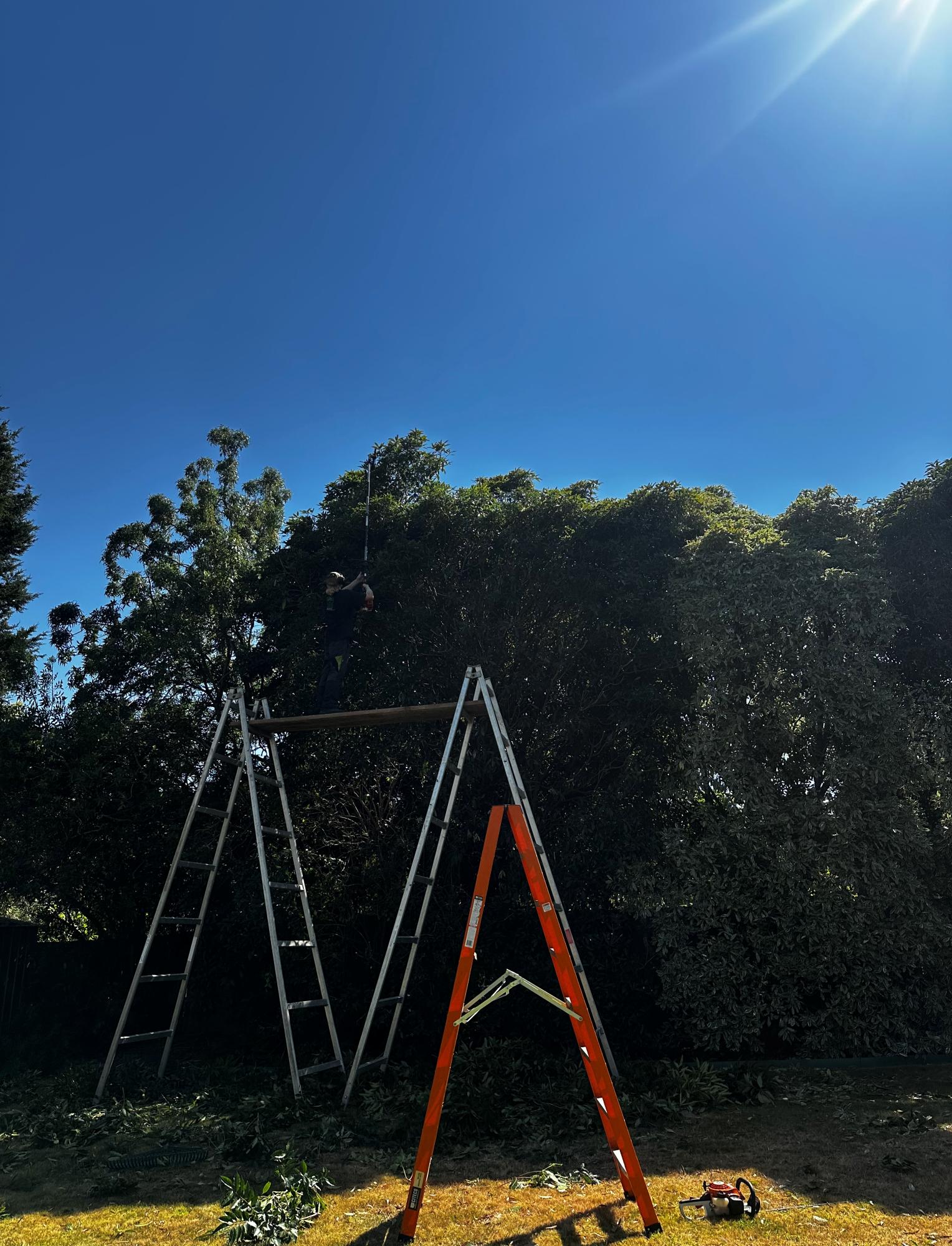 Professional hedge trimming in Melbourne