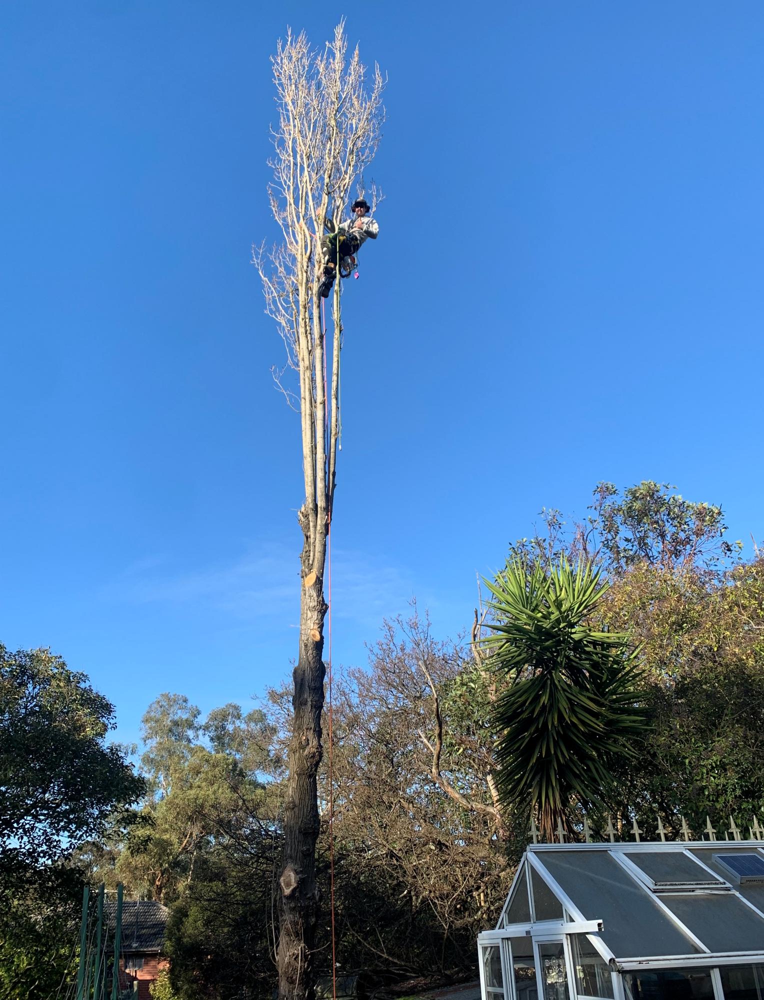Arborist roped up cutting back a tree canopy
