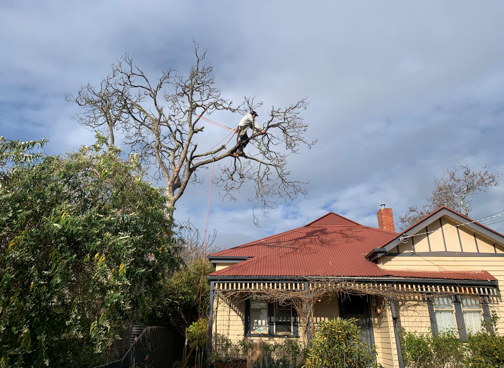 Pruning tree branches with a chainsaw
