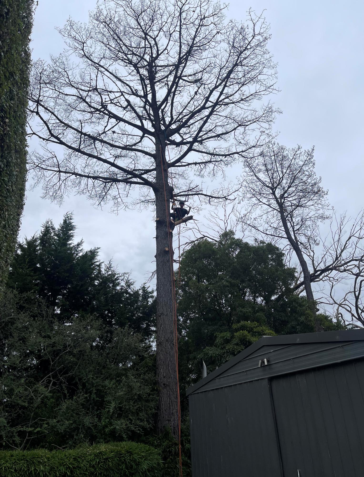 Arborist felling a large tree