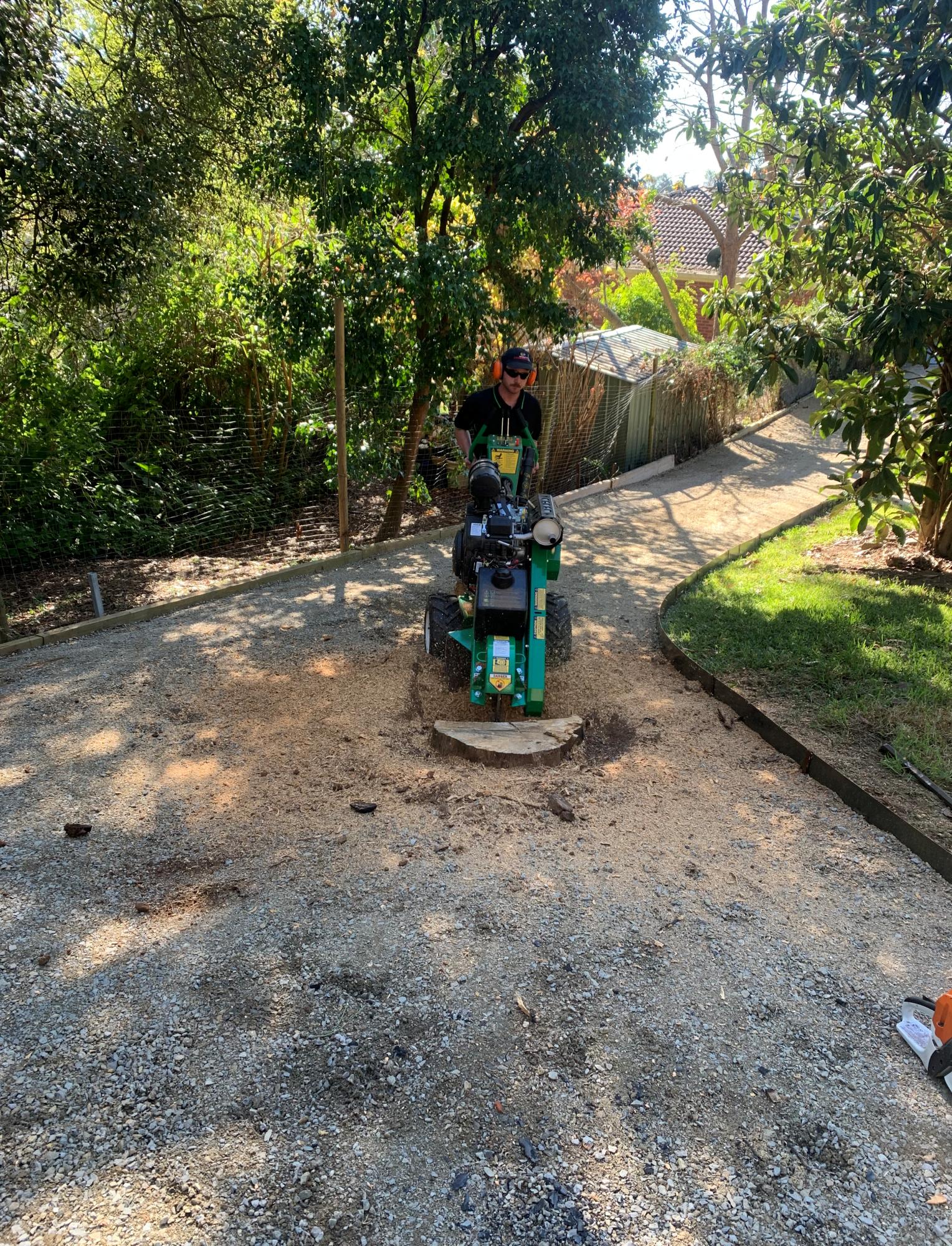 Tree work backdrop